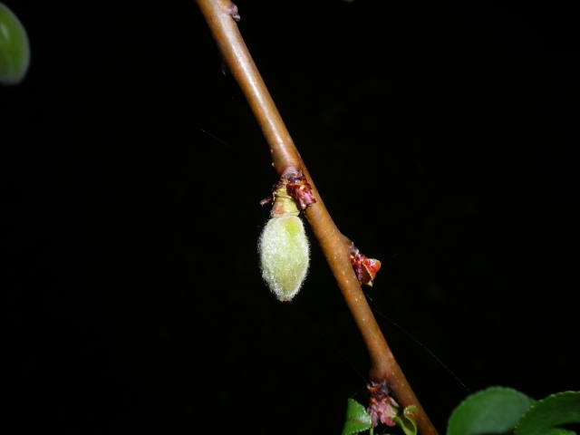 Scaled image IMGP2188.JPG 