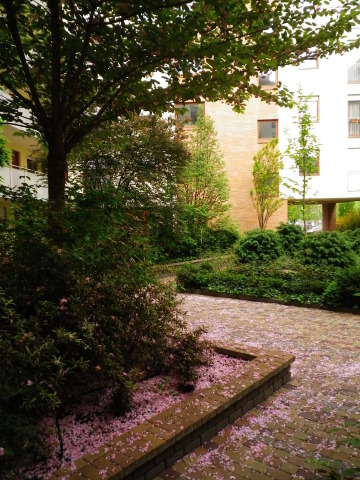 Scaled image IMGP2211.JPG 