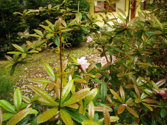 Scaled image IMGP2213.JPG 