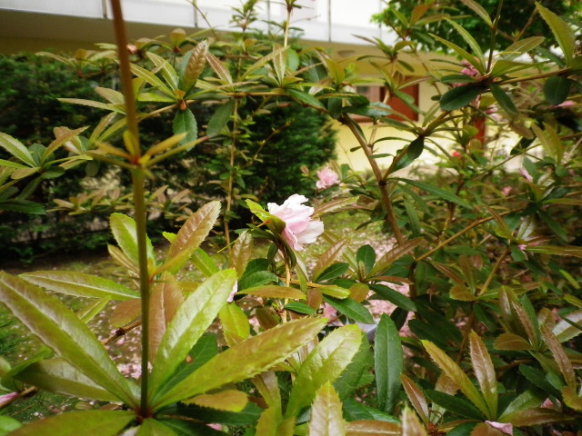 Scaled image IMGP2215.JPG 