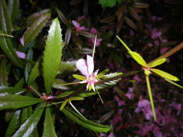 Scaled image IMGP2218.JPG 