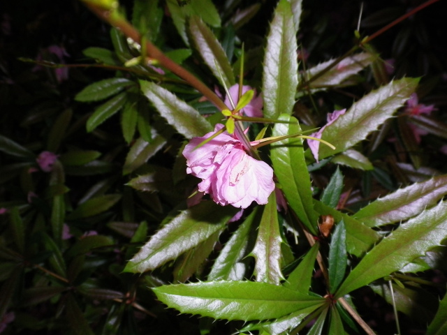 Scaled image IMGP2219.JPG 