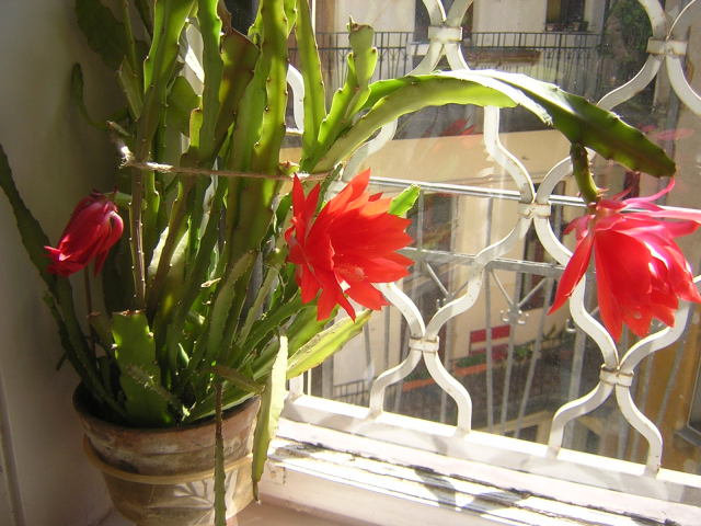 Scaled image DSCN6142.JPG 