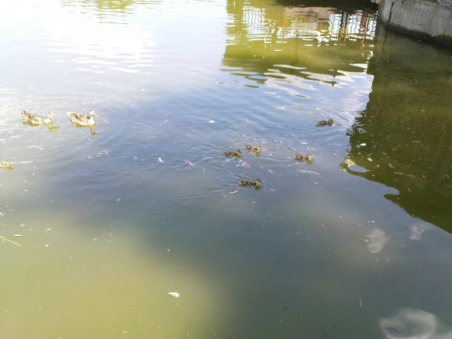 Scaled image dsc00785.jpg 