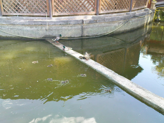 Scaled image dsc00786.jpg 