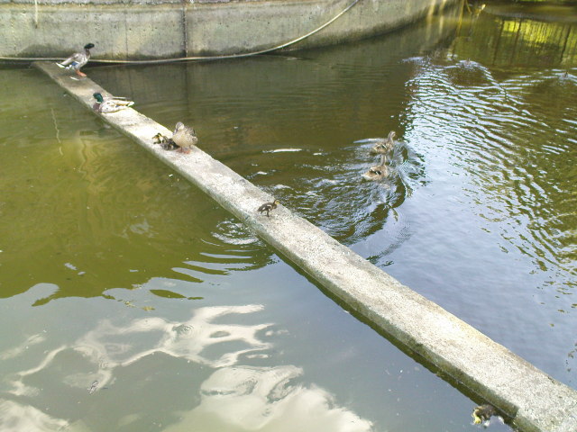 Scaled image dsc00788.jpg 