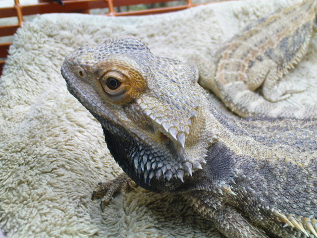 Scaled image dsc00794.jpg 