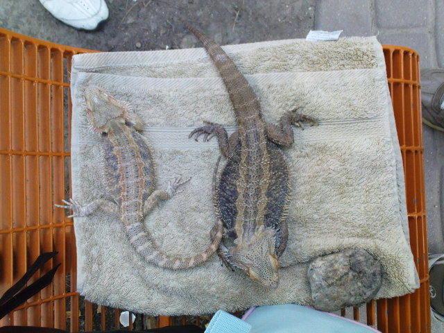 Scaled image dsc00795.jpg 