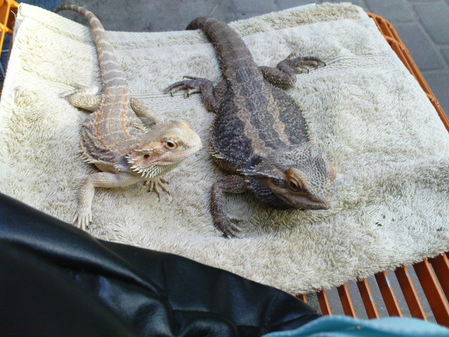 Scaled image dsc00803.jpg 