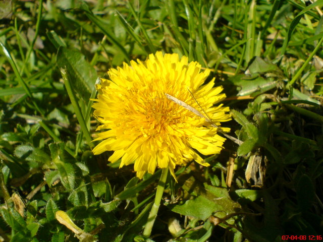 Scaled image dsc02725.jpg 