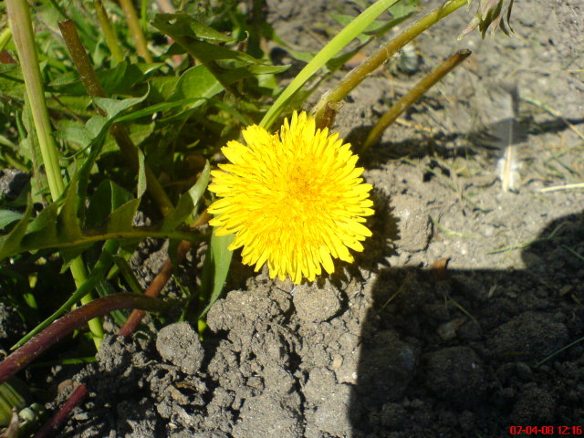 Scaled image dsc02726.jpg 