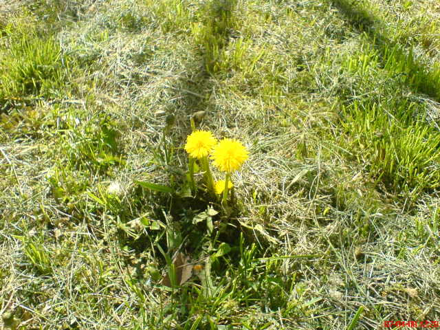 Scaled image dsc02735.jpg 