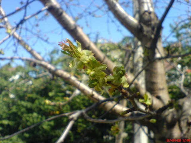 Scaled image dsc02745.jpg 