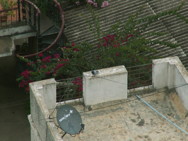 Scaled image egzotikus_allatok_galamb.jpg 