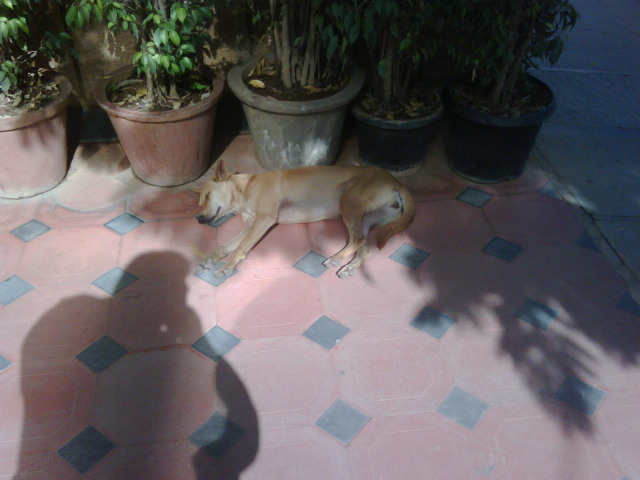 Scaled image egzotikus_allatok_kutya.jpg 