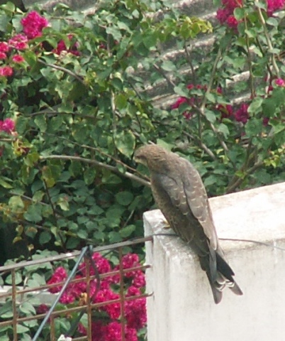 Scaled image egzotikus_allatok_saslyom0.jpg 