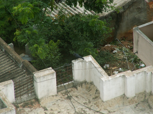 Scaled image egzotikus_allatok_varju.jpg 