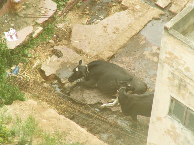 Scaled image szent_tehen.jpg 