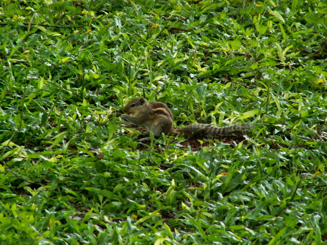 Scaled image allat/PICT9200.JPG 