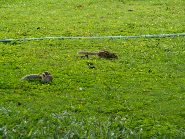 Scaled image allat/PICT9205.JPG 