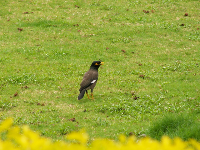 Scaled image allat/PICT9225.JPG 