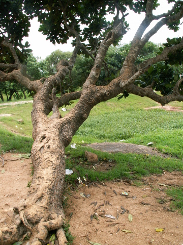 Scaled image fa/PICT8980.JPG 