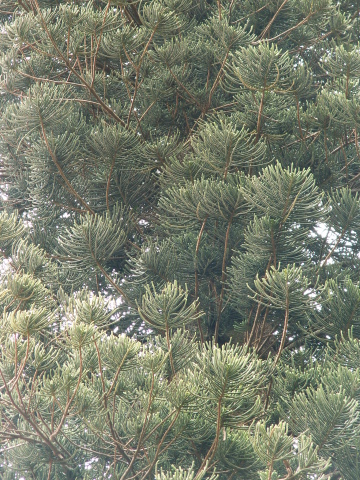 Scaled image fa/PICT9095.JPG 