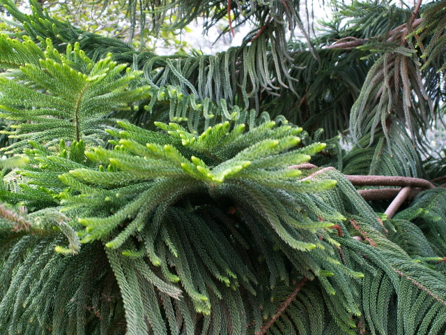 Scaled image fa/PICT9097.JPG 