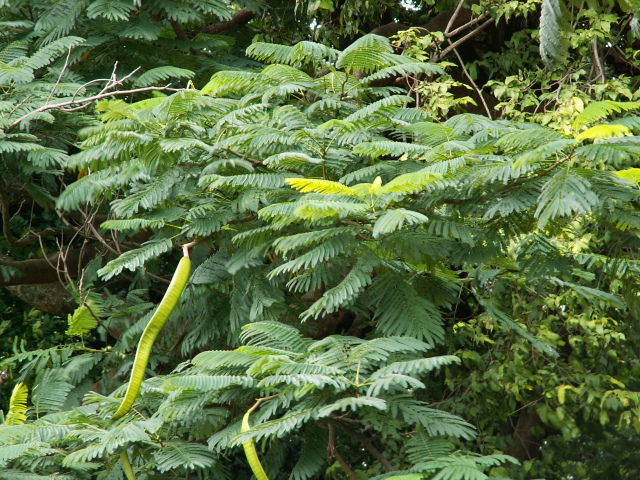 Scaled image fa/PICT9165.JPG 