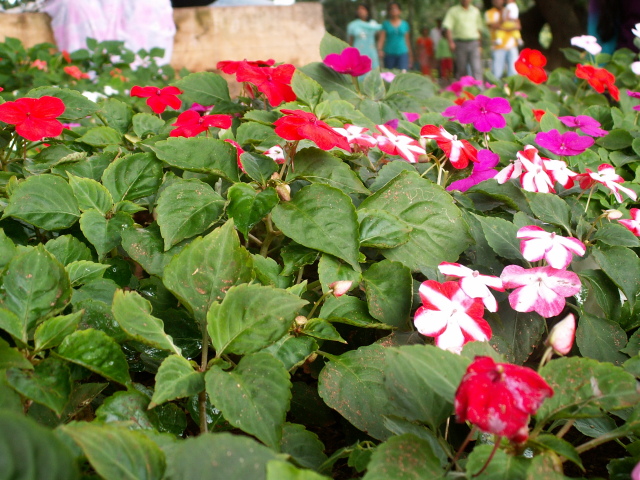 Scaled image virag/PICT9018.JPG 