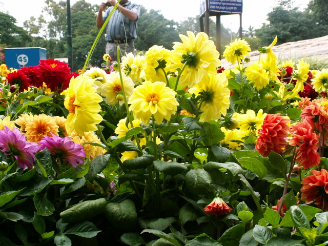 Scaled image virag/PICT9020.JPG 