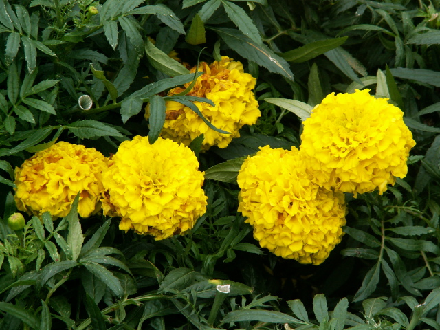 Scaled image virag/PICT9055.JPG 