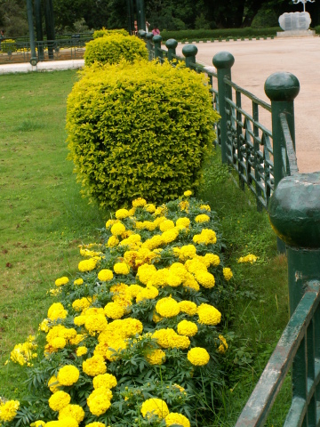 Scaled image virag/PICT9058.JPG 