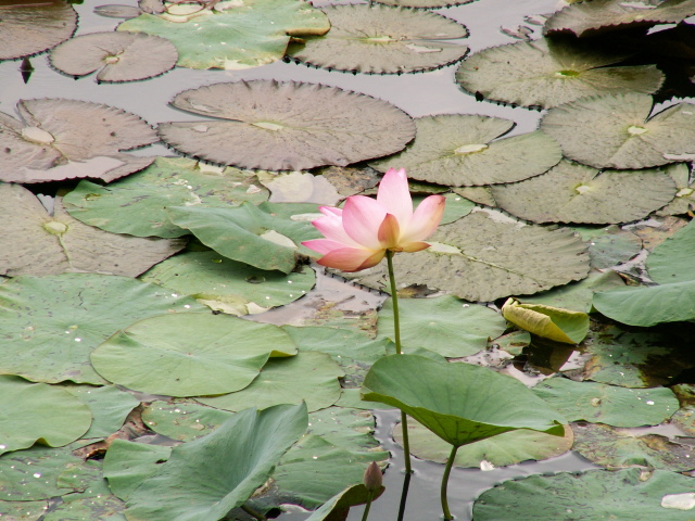 Scaled image virag/PICT9149.JPG 