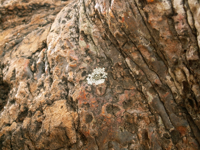 Scaled image PICT8985.JPG 