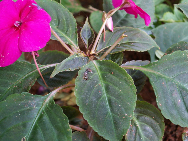 Scaled image PICT9017.JPG 