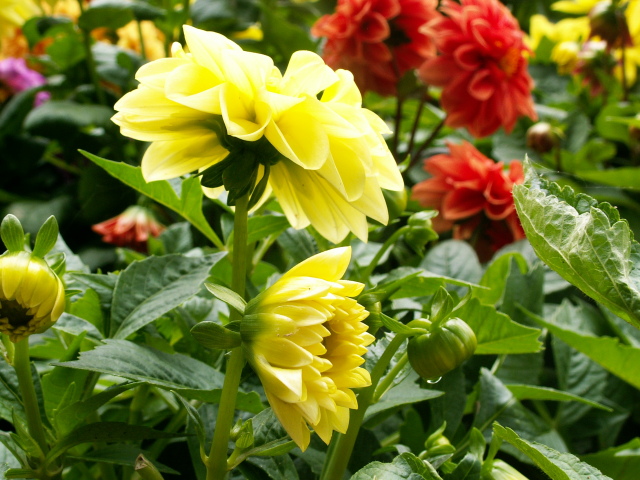 Scaled image PICT9021.JPG 