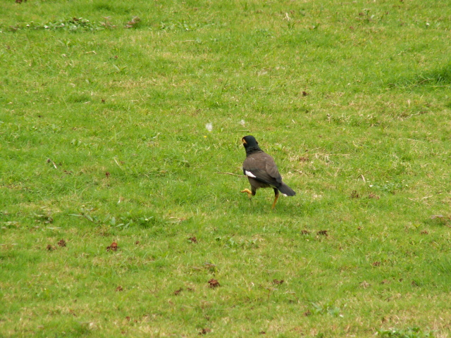 Scaled image PICT9226.JPG 