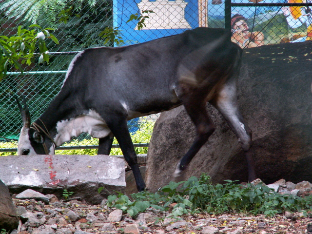 Scaled image PICT8447.JPG 