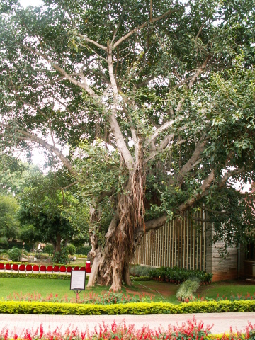 Scaled image PICT8535.JPG 