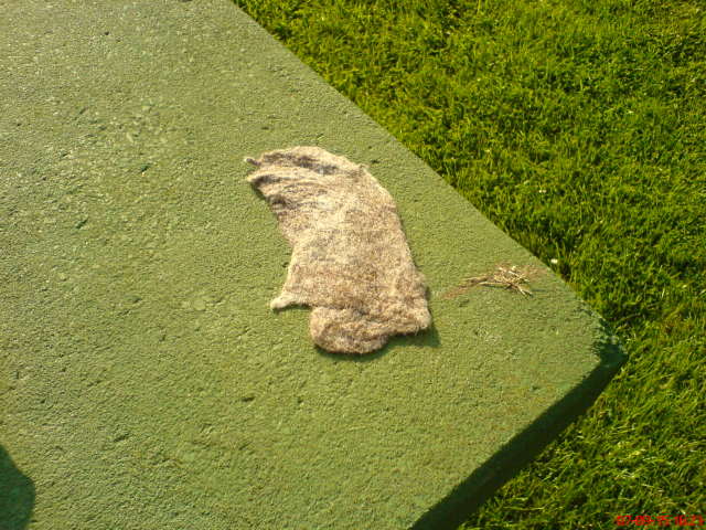 Scaled image dsc04442.jpg 