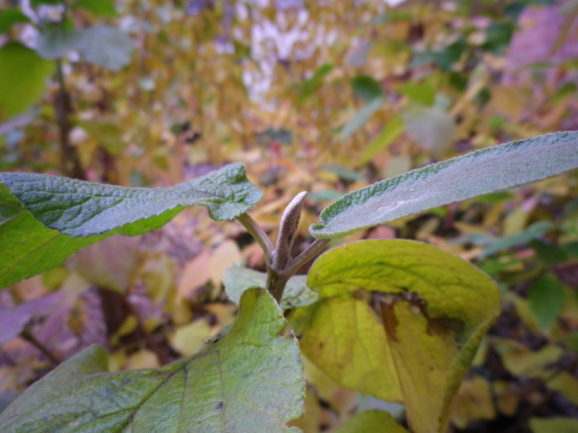 Scaled image IMGP0112.JPG 