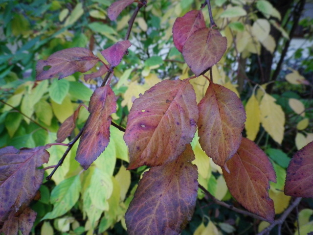 Scaled image IMGP0115.JPG 