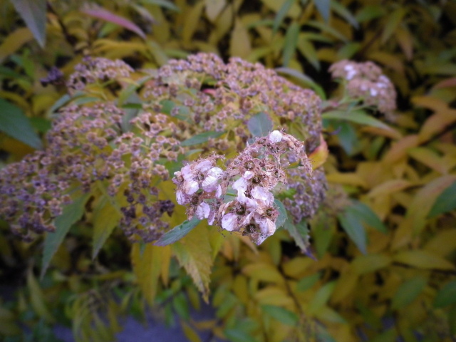 Scaled image IMGP0178.JPG 