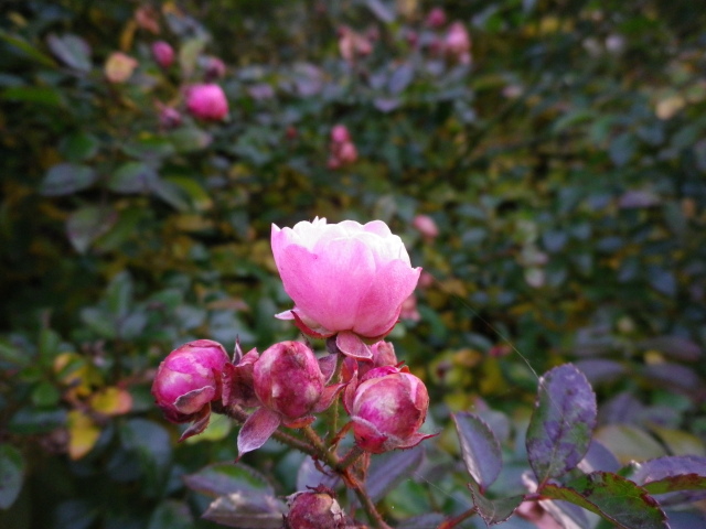 Scaled image IMGP0179.JPG 