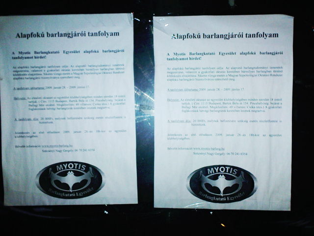 Scaled image myotis.jpg 